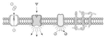 Transmembrane proteins span the width of cell membranes. Four types of transmembrane proteins are sh
