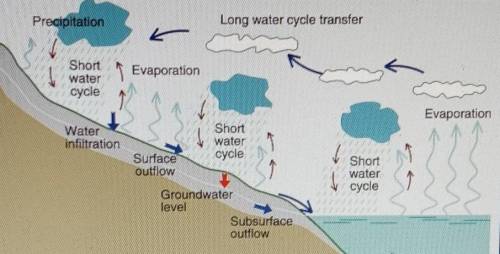 Which statement accurately describes a part of the water cycle?

Precipitation seeps into the ground