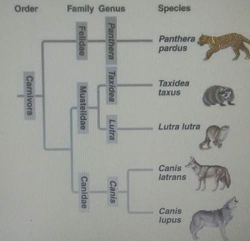 Use the phylogentic tree to answer the following questionwhich two species are closely r