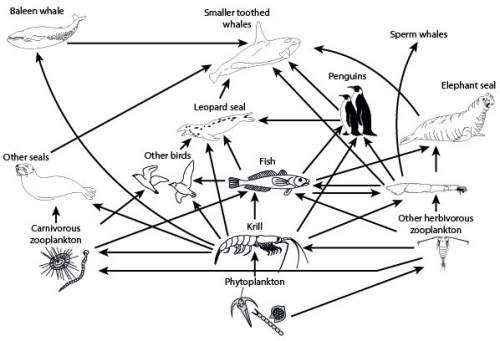 The illustration shows a representative food web found in the marine environment. what would happen