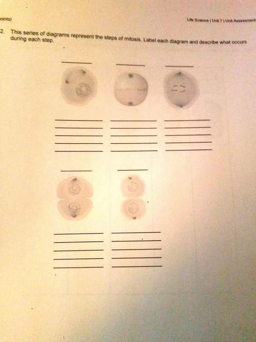 This series of diagrams represent the steps of mitosis. label each diagram and describe what occurs
