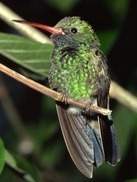 How does the structure of a hummingbird's beak make it more successful in its environment?  a.