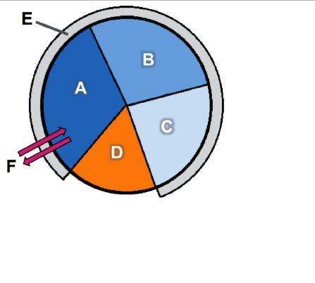 The diagram shows the stages of the eukaryotic cell cycle.which stage is labeled c in th