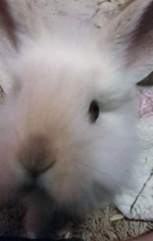 Hey brainless can you give me some chat suggestions what i should name this bunny asap you