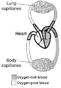 In vertebrates with a double-loop circulation as illustrated in figure 27–4, the loop that passes th