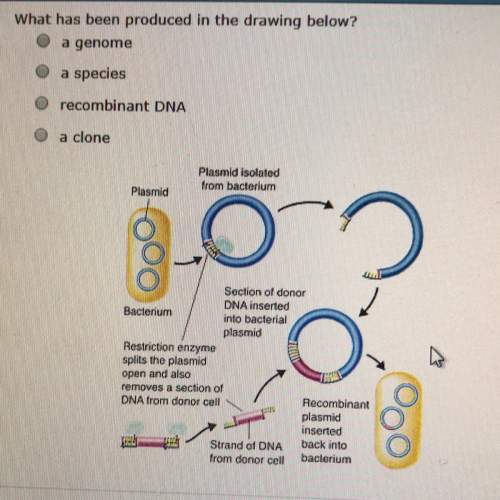 What has been produced in the drawing below?  - a genome - a species  - recombina