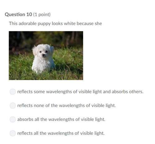 Correct answer only !  this adorable puppy looks white because she