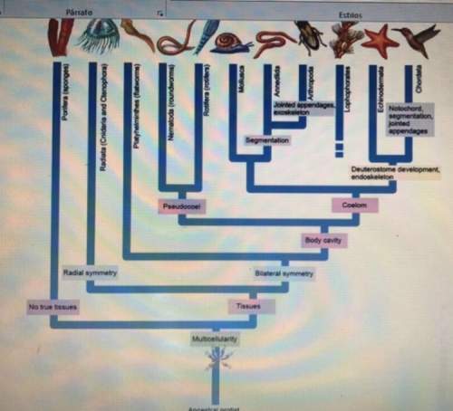 Refer to the invertebrate cladogram above to answer the following questions. 1) list the