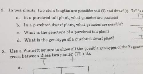 A. in a purebred tall plant, what gametes are possible?
