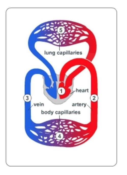 Plz me based on the diagram oxygen flows through the circulatory system in which order&lt;