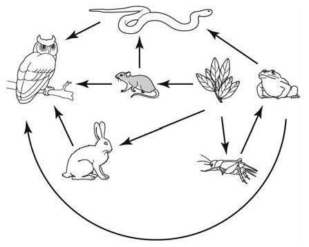Scientists studied predator-prey relationships in a habitat. the diagram below shows the feeding rel