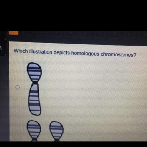 Which illustration depicts homologous chromosomes