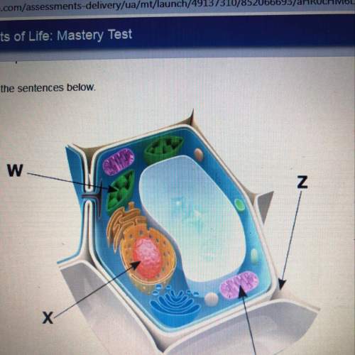 The structure labeled as x is the so the cell in the image is a the structure labeled as w is the