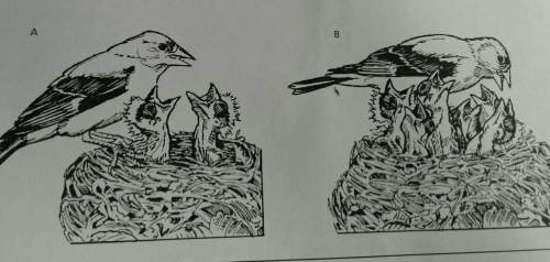 Which of the parent birds shown above (a or b) appears to have greater fitness? explain your answer