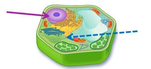 The organelle responsible for breaking down and recycling macromolecules is called * 1 point