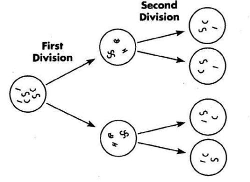 Refer to the diagram. the process shown is a mitosis. b chromosomal mutation. c dominance. d meiosi