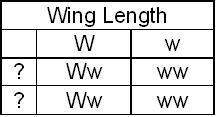 In fruit flies long wings (w) are dominant to short wings (w). what is the phenotype of the kn