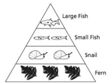 An energy pyramid is shown below. what is the role of the fern in the energy pyramid?  a produ