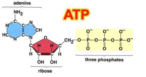 Atp is considered to be an energy carrier molecule. where is the energy actually located in this mol