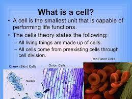 Plz plz help plz

Do you think these molecules are larger or smaller than a cell in the human body?