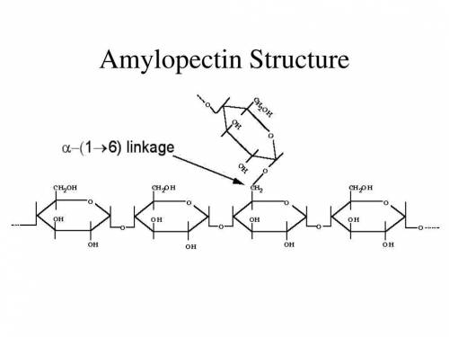 What is the structure of amylopectin?