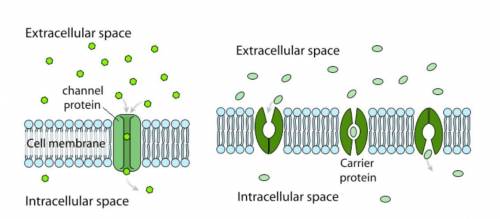 Explain two ways materials can enter the cell through passive transport. Include in your  the types