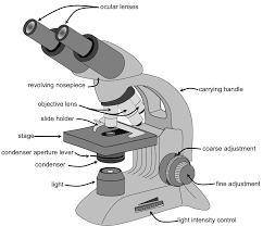 Which statements about light microscopes are correct?

1. To calculate the magnification of a light