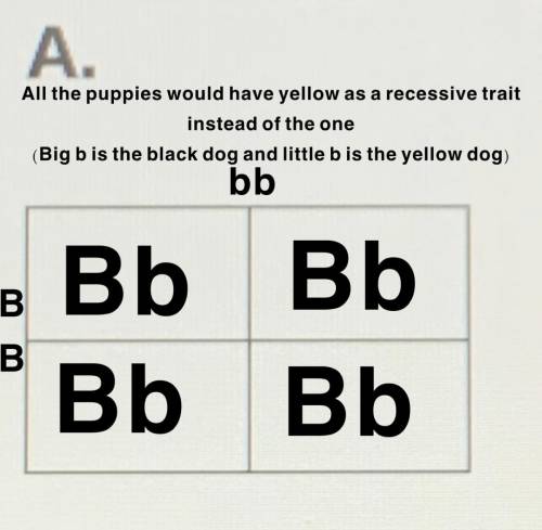 Problem A
A yellow purebred dog is crossed with a a black hybrid dog
(black is dominant)