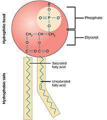 The phopholipid tail is