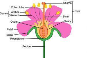 What are parts of a flower?