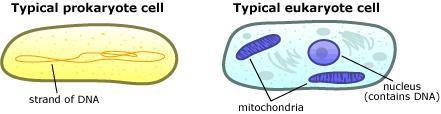 Which of the samples shown below are eukaryotic?

(I’m obv. not sure if the selected is right.. I ne