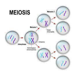 Which step in meiosis is shown in the image below?

A. Prophase I
B. Anaphase I
C. Prophase II
D. An