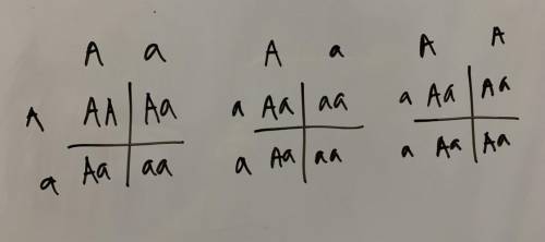 Write out three possible parental crosses that could produce a child with a heterozygous genotype fo