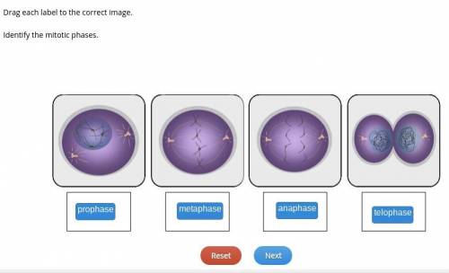 Which answer has the correct order for the four phases of mitosis?

Anaphase, Telophase, Prophase, M