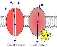 In an aerobic cell, active transport is most directly affected by damage to

the
Mitochondria
chloro