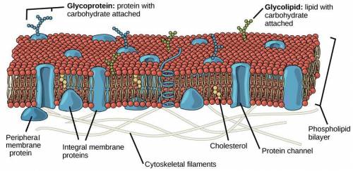Which of the following statements describes the structure of the plasma membrane?

a It is a lipid b