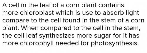 A cell in the leaf of a corn plant contains more chloroplasts than a cell in the stem of a corn plan