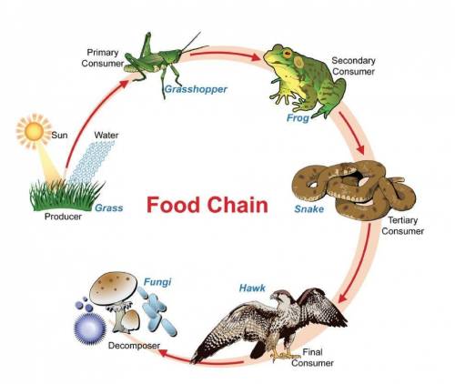 What is the difference between food chains and food webs? Food webs show the flow of energy from pro