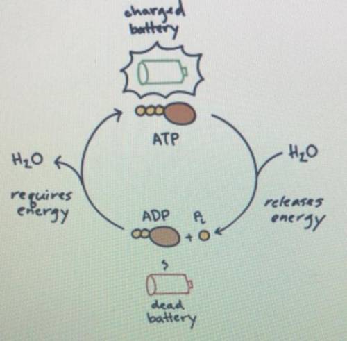ATP and ADP both play a role in cellular reactions involving energy. How are these two molecules rel