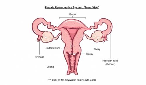 Direction: Label the parts of the female reproductive system.