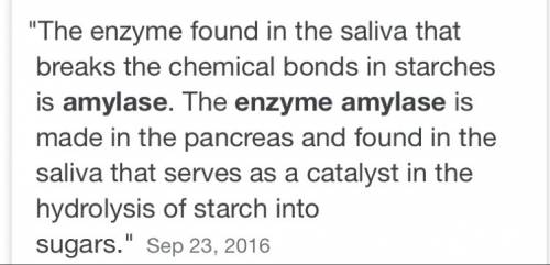What enzyme found in saliva breaks chemical bond in stru