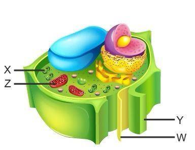 Study the diagram of a cell.

Which structures are found in both plant and animal
cells?
O W and X
O