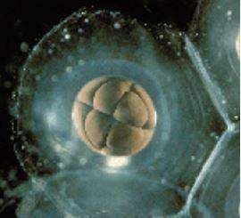 The photo below shows an early frog embryo after three mitotic divisions of a fertilized egg. this e