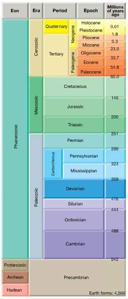 1. what is the age of the hypothetical rock layer that these fossils were collected fro