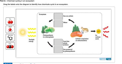 Drag the labels onto the diagram to identify how chemicals cycle in an ecosystem.
