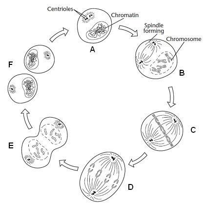 9. the phase of mitosis shown in step d in the figure below is called