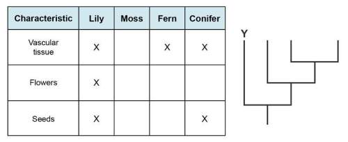 The diagram shows shared characteristics of plants and a blank cladogram. which plant should be writ