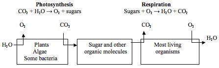 Which statement correctly describes the diagram?  a. the products of photosynthesis cann