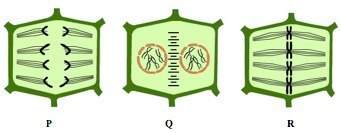 The diagrams show different stages of cell division in the somatic cells of a plant. the stages are