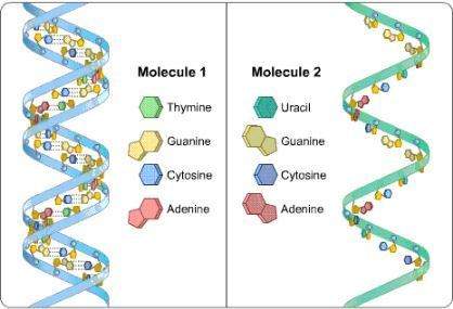Which statement about this diagram is correct? a. molecule 2 is dna, which can be bond with an